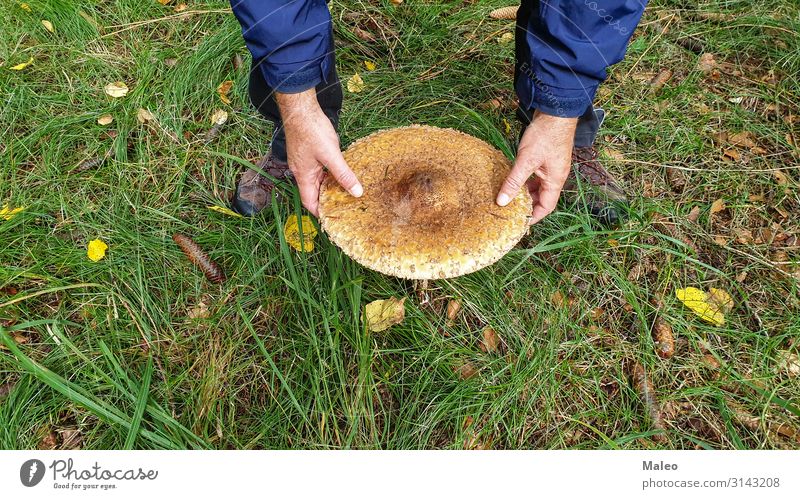 parasol Mushroom Edible Forest Umbrellas & Shades Autumn Nature Seasons Vegetarian diet Cap Green Natural Plant Raw Boletus Wild Brown Hand Man Grass