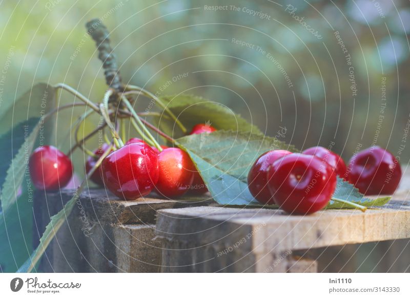 Cherries always taste good Food Fruit Nutrition Organic produce Vegetarian diet Finger food Nature Summer Agricultural crop Garden Blue Brown Yellow Green Red