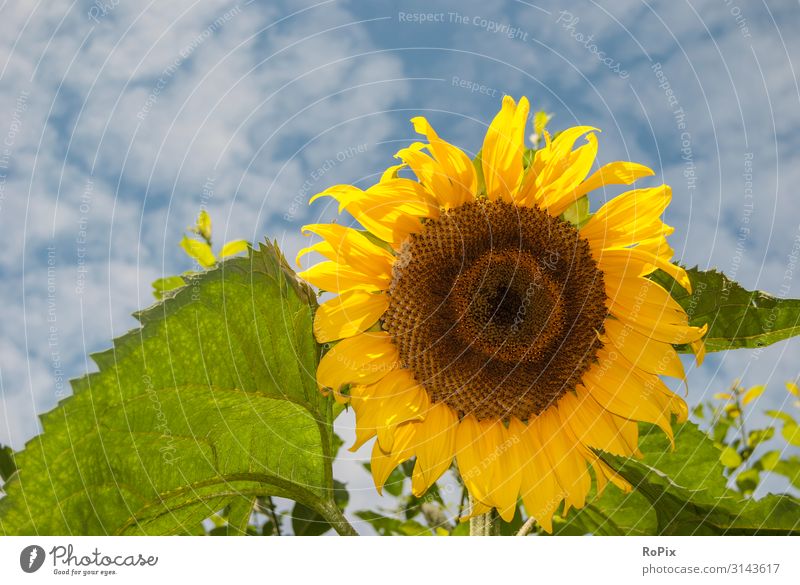 Sunflower Style Design Healthy Fitness Wellness Life Relaxation Meditation Leisure and hobbies Vacation & Travel Freedom Garden Environment Nature Landscape Sky