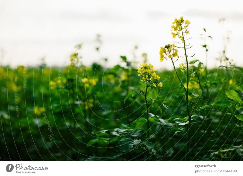 Rapeseed in the light Agriculture Forestry Environment Nature Landscape Plant Autumn Flower Leaf Blossom Agricultural crop Canola Canola field