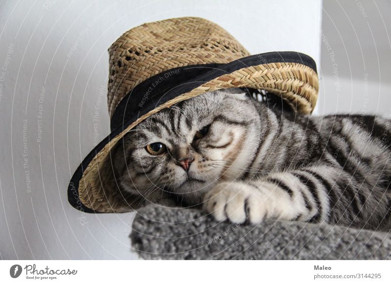 Cat in hat Domestic cat Hat Animal portrait Beautiful Purebred English Short-haired Cat eyes Pet Gray Friendliness Mammal Honey Sit Lie Funny