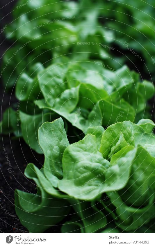 Vegetable garden salad Lettuce Green salad salad leaves garden vegetables vegan vegetarian Garden salad Lactuca sativa Butter salad green vegetables