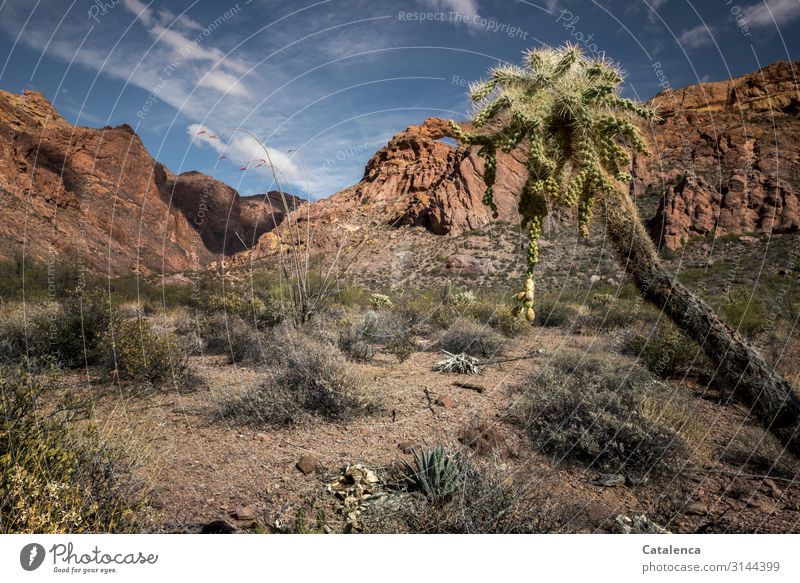 Rocky desert landscape with shrubs, bushes, in the foreground a Cholla cactus Nature Landscape Desert Sand stones rock formation Plant thorns Thorny Dry Drought