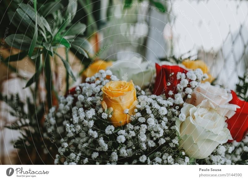 Bouquet of roses bouquet of roses Flower flowers colorful decoration spring blossom beauty Rose floral beautiful pink petal gift bloom nature plant valentine