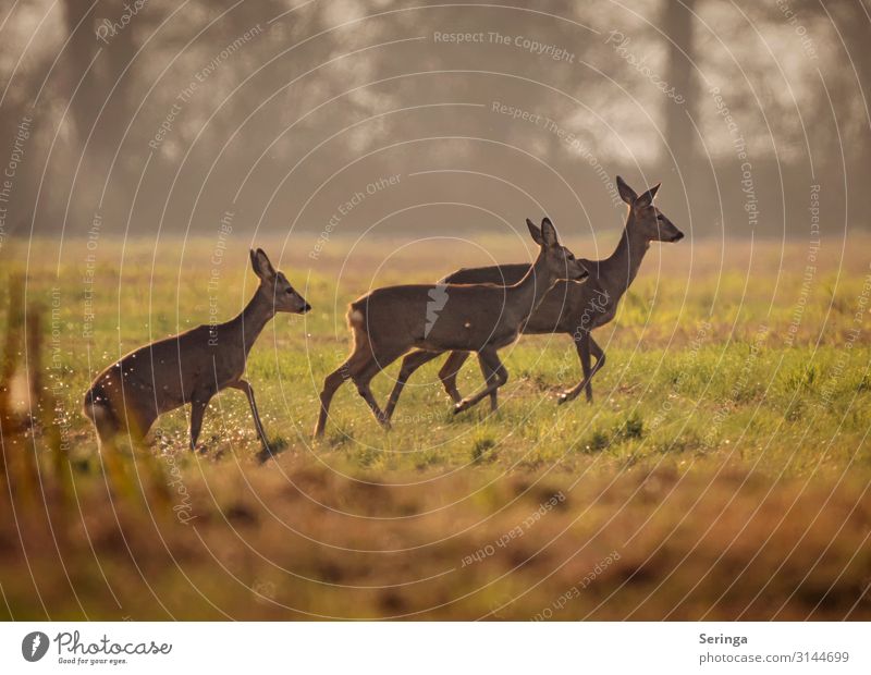Deer coming out of the ditch Environment Nature Landscape Plant Animal Autumn Park Meadow Field Forest Wild animal Animal face Pelt Paw Animal tracks 3