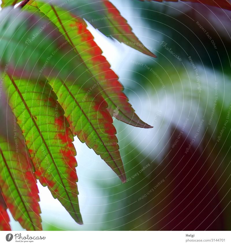 Close up of green-red leaves of a vinegar tree in autumn Environment Nature Plant Autumn Leaf Staghorn sumac Rachis Autumnal colours Park Hang Esthetic