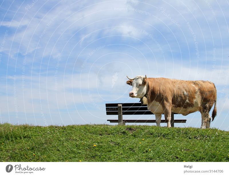 Cattle on the alpine pasture stands in good weather on a meadow in front of a wooden bench Environment Nature Plant Animal Sky Spring Beautiful weather Grass