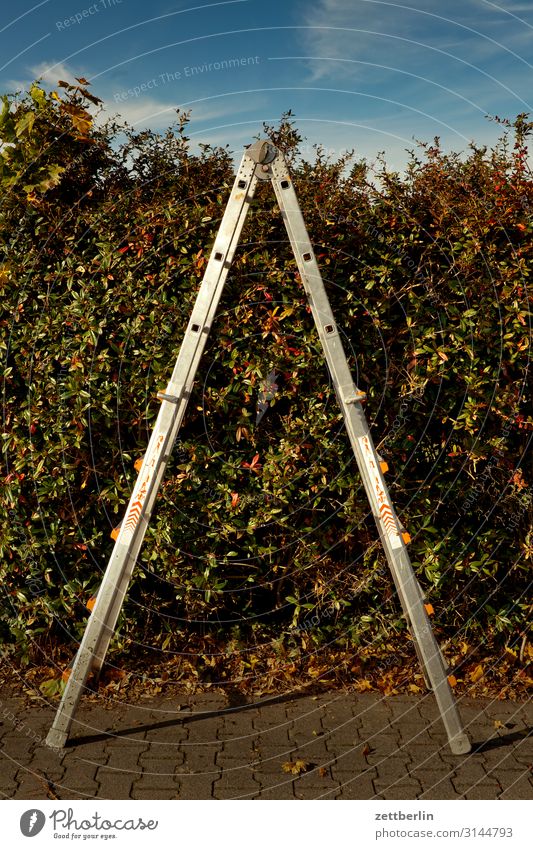 Stepladder again Relaxation Vacation & Travel Plant Garden Autumn Sky Heaven Garden plot Garden allotments Leaf Autumn leaves Nature October Calm Bushes