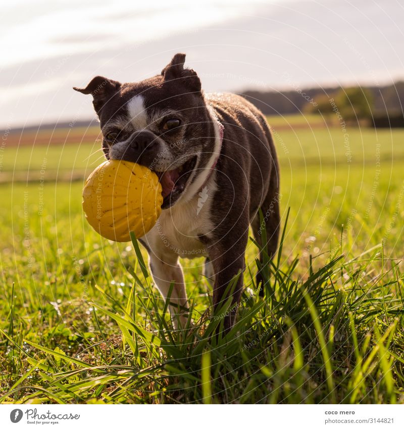 Boston Terrier Angel Ball sports Animal Dog 1 Walking Playing Friendliness Happiness Healthy Happy Athletic Joy Joie de vivre (Vitality) Movement Relaxation