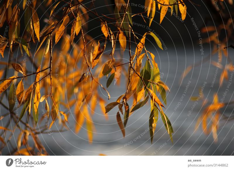 Autumn at the lake Wellness Environment Nature Plant Tree Leaf Weeping willow Garden Park Lakeside River bank Movement Hang Illuminate To dry up Natural Warmth