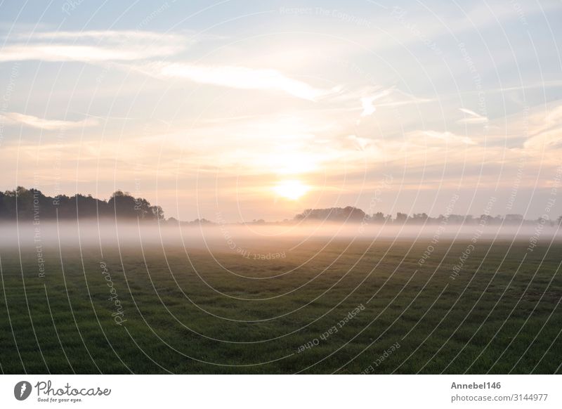 Fog Landscape.Early Morning Mist in the meadow with trees Beautiful Summer Sun Wallpaper Nature Sky Autumn Warmth Tree Grass Meadow Forest Natural Yellow Pink