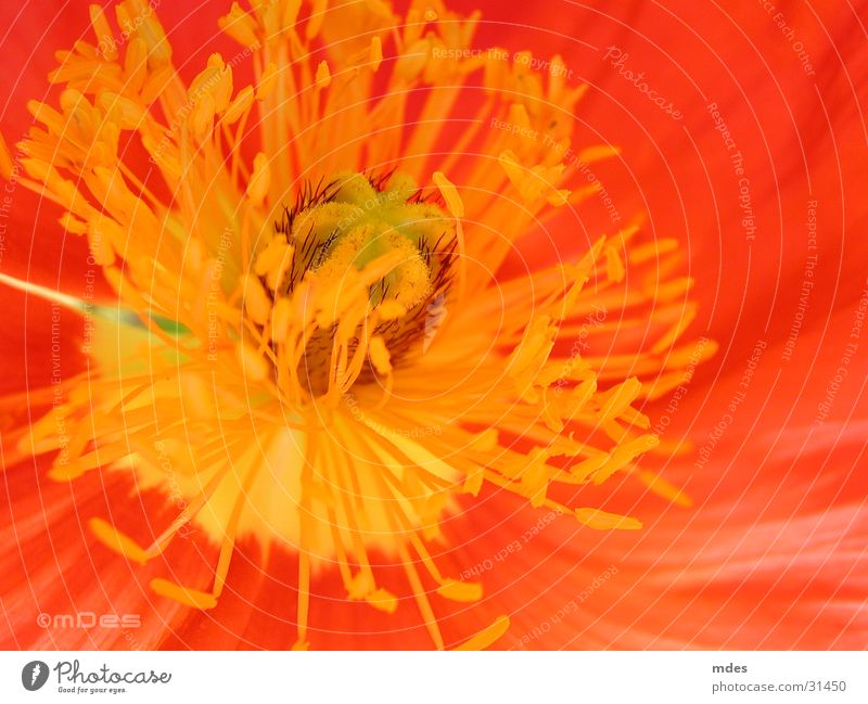 close-up poppy seed Flower Poppy Blossom Close-up