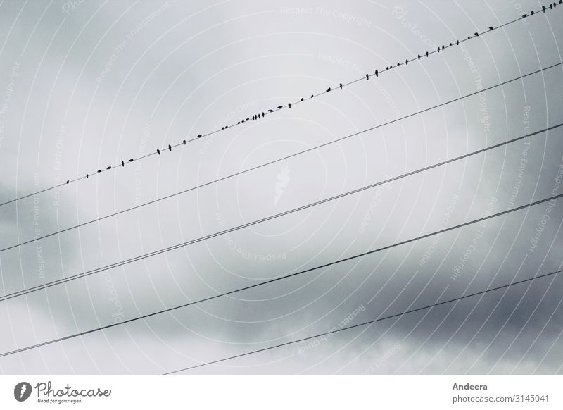 In front of a grey sky covered with clouds, ravens sit on one of five power lines Energy industry Environment Nature Animal Air Sky Clouds Storm clouds Autumn