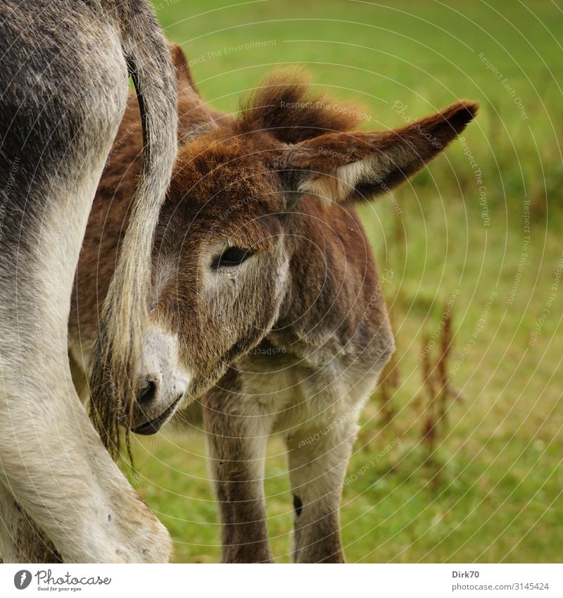 donkey foal ... Environment Nature Summer Grass Meadow Pasture bad luck Cantabria Spain Northern Spain Animal Farm animal Donkey Donkey foal jenny 2 Baby animal