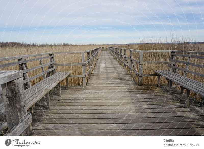 Bridge at Federsee lake Relaxation Calm Meditation Vacation & Travel Tourism Trip Hiking Environment Nature Landscape Sky Horizon Forest Pedestrian Footbridge