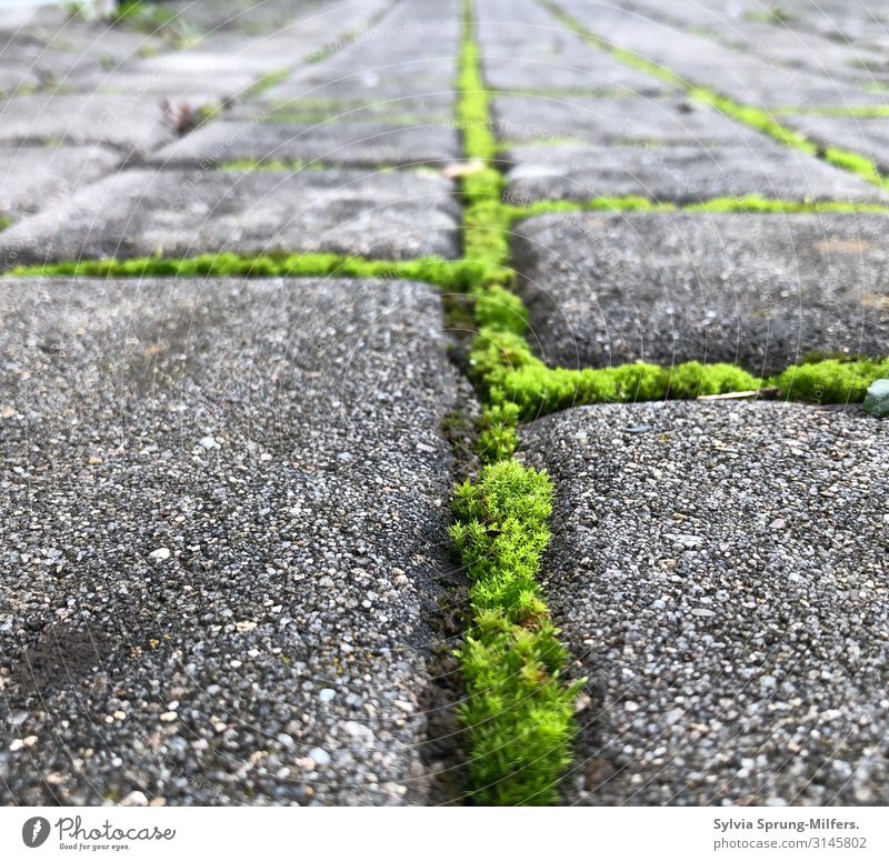 Nothing going on without moss Nature Plant Moss Deserted Paving stone Cobbled pathway Lanes & trails Growth Success Brash Fresh Rebellious Green Self-confident