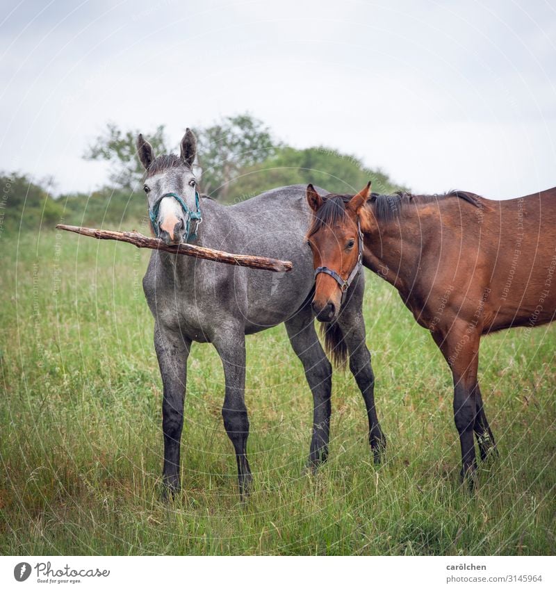 Stock photo with two horses Animal Horse 2 Gray Green Pasture Looking into the camera Playing Stick Crazy Insulted Funny Colour photo Subdued colour