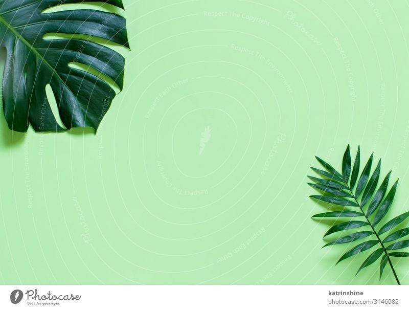 Background withMonstera leaves on a light green background Design Exotic Vacation & Travel Summer Beach Plant Leaf Virgin forest Bright Hip & trendy Modern
