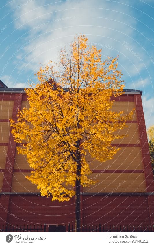 yellow colored tree in autumn Calm Nature Autumn Leaf Forest Yellow Attentive Transience Evening sun Chemnitz Seasons October Autumnal To go for a walk Orange
