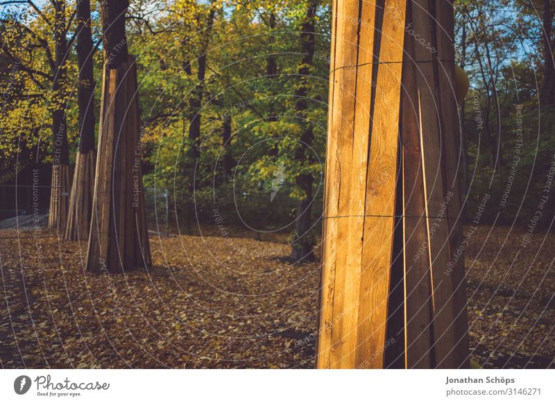 Trees in autumn forest protected from a construction site Evening sun attentiveness Exterior shot reflection Chemnitz Season foliage October outdoor