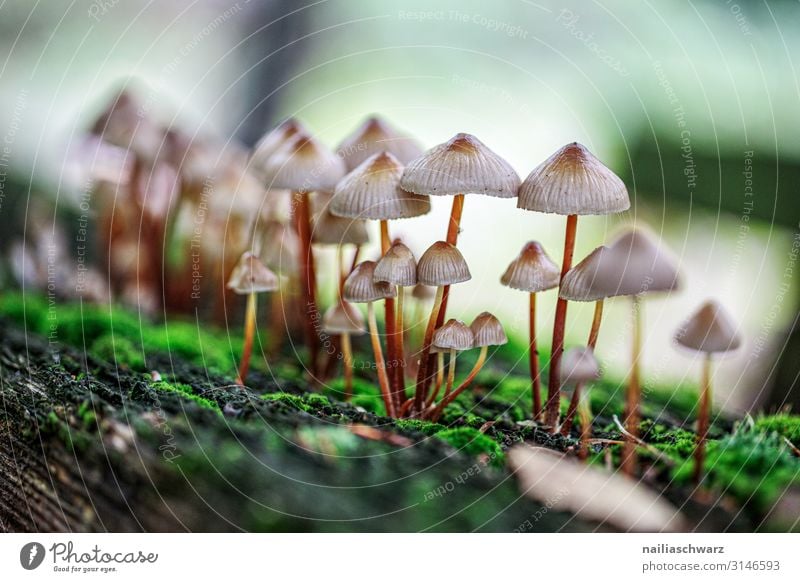 Mushrooms, Palatinate Forest Environment Nature Plant Autumn Moss Wild plant Galerina Park Growth Thin Natural Cute Green White Peaceful Colour Colour photo