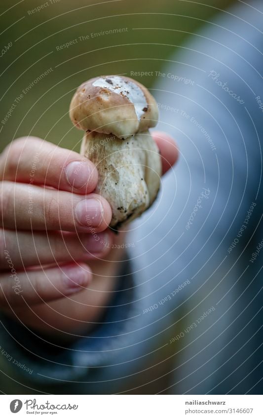stone mushroom Mushroom Boletus Organic produce Vegetarian diet Fasting Lifestyle Leisure and hobbies Trip Hiking Human being Boy (child) Arm Hand Fingers