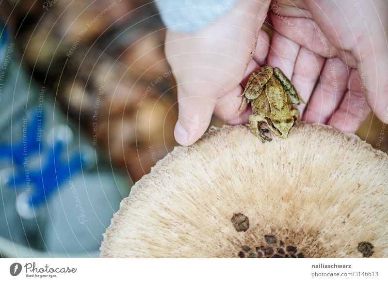 in the wood Human being Child Hand 1 8 - 13 years Infancy Environment Autumn Plant Wild plant Mushroom Mushroom cap Forest Animal Wild animal Frog Observe