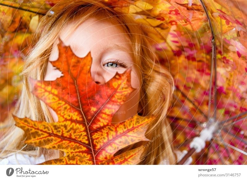 Girl behind coloured leaves Child Toddler Face 1 Human being 3 - 8 years Infancy Looking Near Multicoloured Yellow Gold Red Portrait photograph Autumn