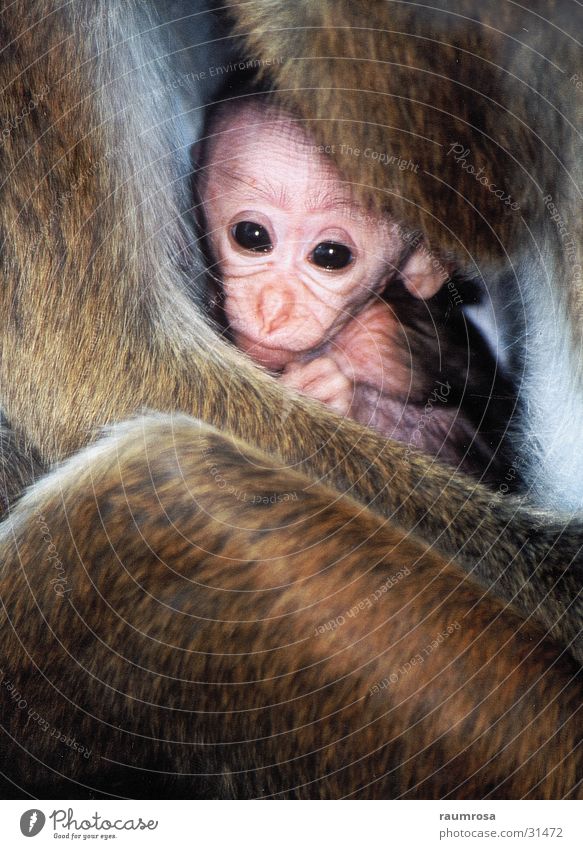 baby monkey Sri Lanka Monkeys Dambulla mother-child