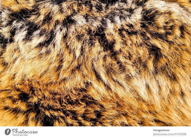 fur Environment Fashion Clothing Pelt Animal Dead animal Background picture Cuddly Responsibility Squander Love of animals Rescue Death Tradition Survive
