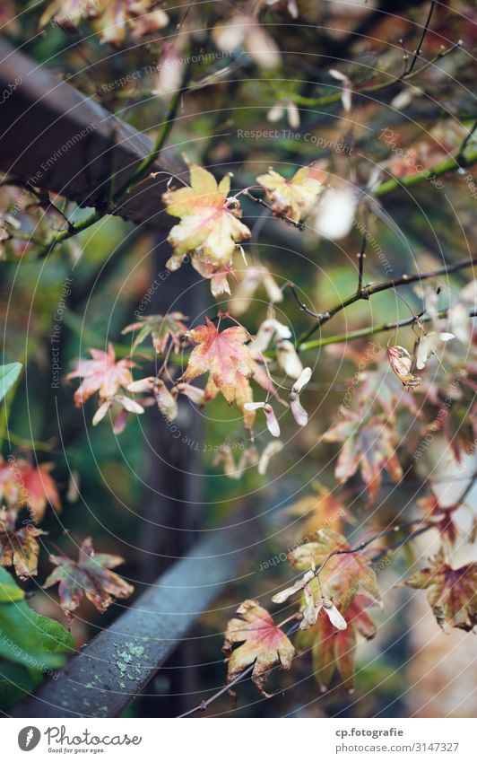 Beyond summer Nature Plant Autumn Tree Bushes Foliage plant Lichen Garden Fence Steel Old Authentic Sharp-edged Town Gloomy Colour photo Subdued colour