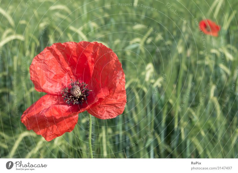 Poppy blossom in a cornfield. Lifestyle Style Healthy Fitness Wellness Harmonious Relaxation Meditation Leisure and hobbies Freedom Summer Agriculture Forestry