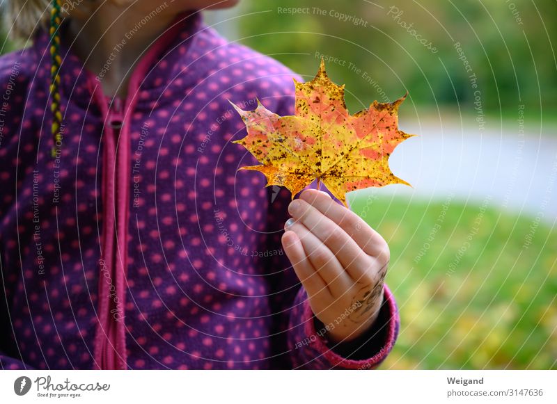 autumn find Human being Feminine Girl Infancy 1 3 - 8 years Child 8 - 13 years Autumn Leaf Cold Acceptance Trust Sadness Concern Grief Death Colour photo