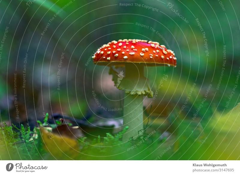 Toadstool in autumn forest, frog perspective Amanita mushroom Environment Food Nature Plant Autumn Moss Forest Growth Esthetic Exotic pretty Blue Brown Yellow