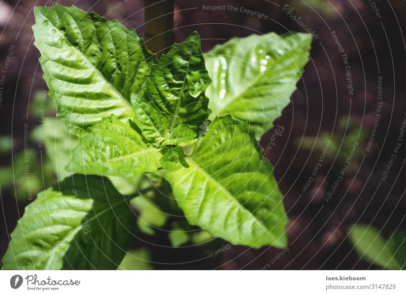 Basil plant in bird eye's view Herbs and spices Summer Nature Plant Leaf Agricultural crop Blossoming Eating basil Bitter gardening food fresh green organic