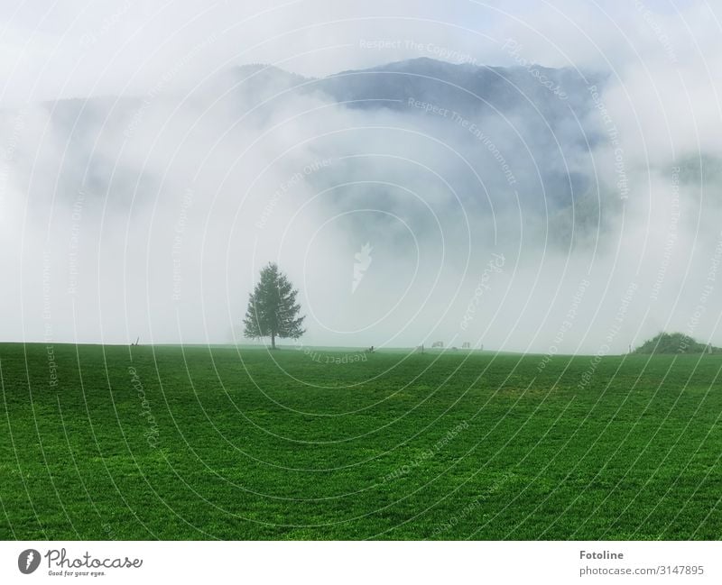solitary Environment Nature Landscape Plant Sky Clouds Autumn Fog Tree Grass Park Meadow Alps Mountain Natural Green White Loneliness Fir tree Austria