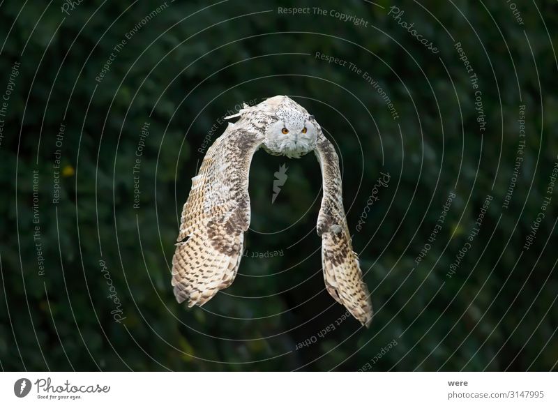 Snowy owl in flight with outstretched wings Nature Animal Bird Owl birds 1 Flying Hunting Soft Bubo scandiacus Falconer plumage prey bird of prey copy space