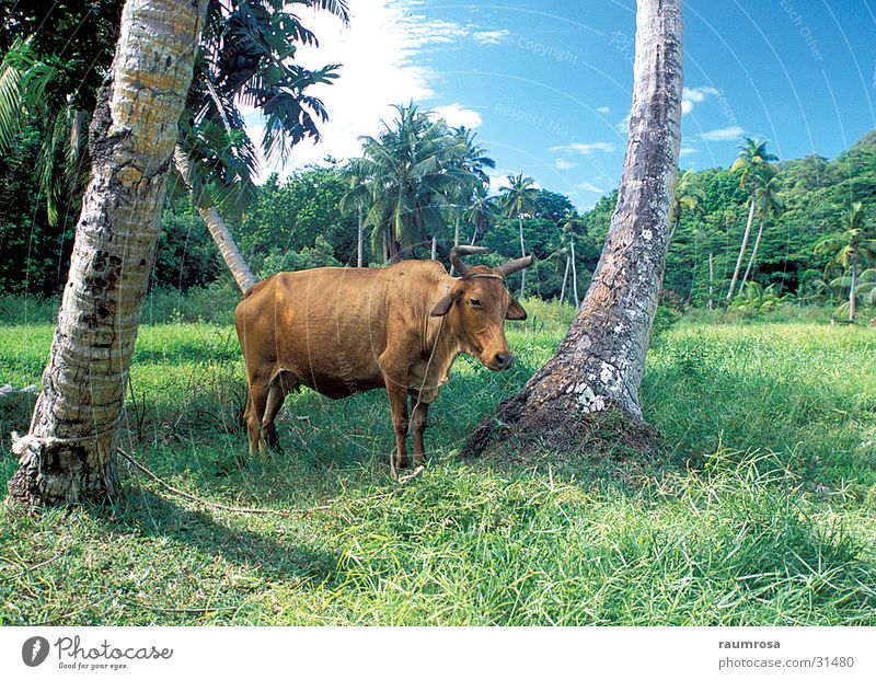 Relaxed beef Animal Cattle Seychelles Freedom