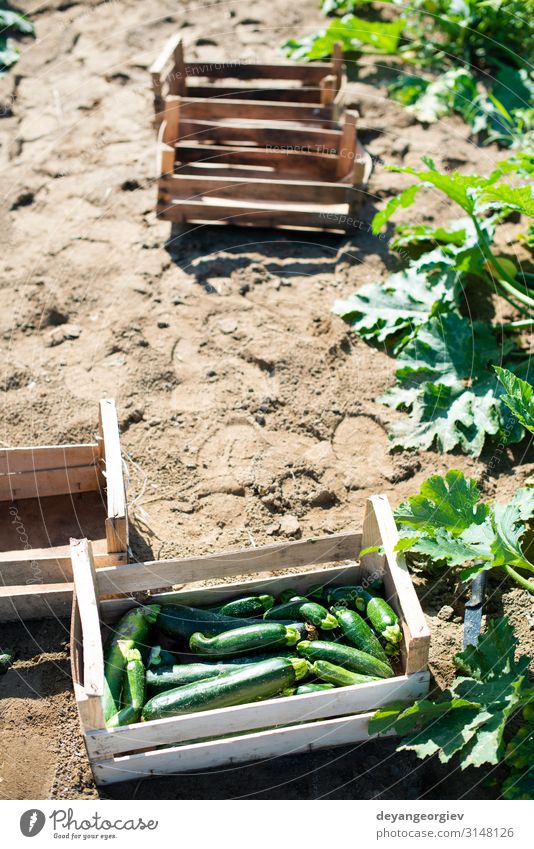 Picking zucchini in industrial farm. Wooden crates Vegetable Fruit Vegetarian diet Summer Garden Gardening Nature Flower Growth Fresh Natural Green Zucchini