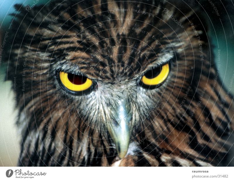 eagle owl Animal Bird Sri Lanka Eyes wildlife Yala National Park