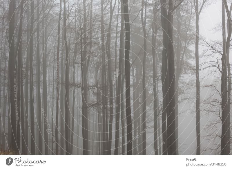 cloud forest Forest trees deciduous trees Book leafless tight Fog Weather Winter Gray