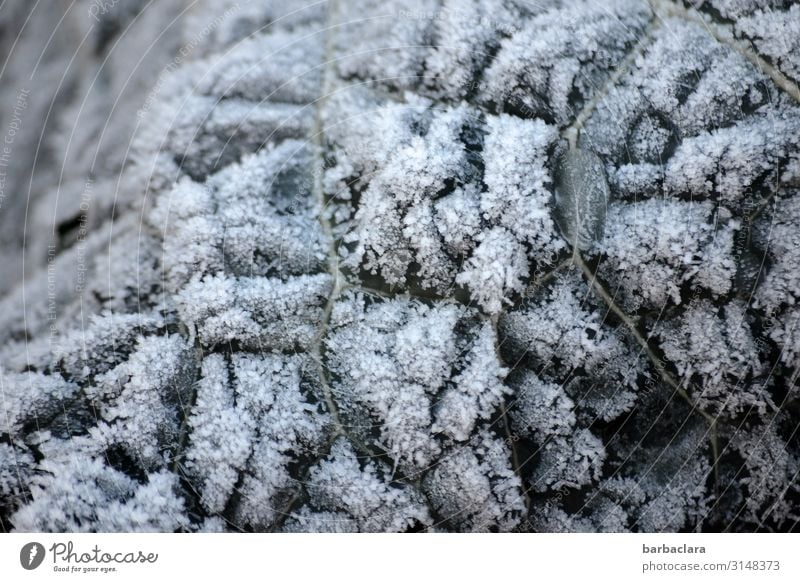 ice age | frozen garden vegetables Vegetable Cabbage Plant Winter Climate Ice Frost Snow Leaf Agricultural crop Garden Cold Nature Environment Change
