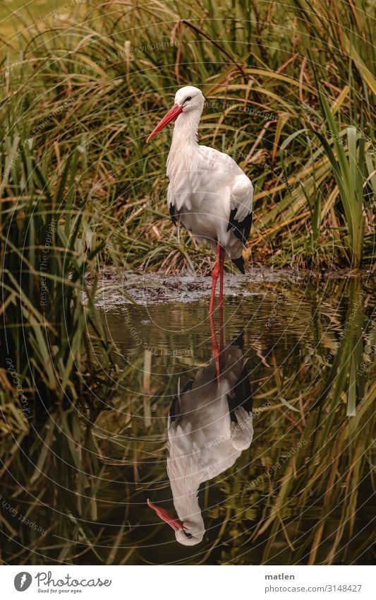 stork Plant Autumn Grass Wild plant Coast Pond Animal Wild animal Bird Animal face 1 Stand Brown Green Red White Stork Mirror image Common Reed Colour photo