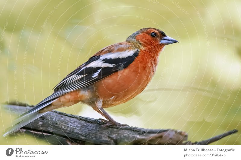 Bookfinch in the sunshine Nature Animal Sunlight Beautiful weather Tree Twigs and branches Wild animal Bird Animal face Wing Claw Chaffinch Finch Head Beak Eyes