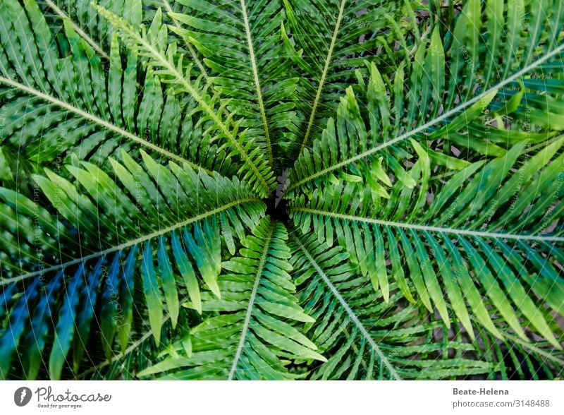 It's so green 6 Green Plant Fern Foliage plant Central perspective Colour photo Fern leaf Center point Botany Leaf green Detail