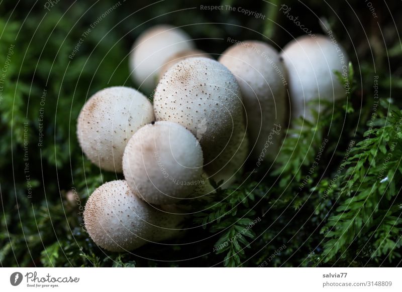 white balls in moss Environment Plant Autumn Moss Wild plant Mushroom cap stäubling Forest Growth Exceptional Fresh Round Soft Green White Sphere Colour photo
