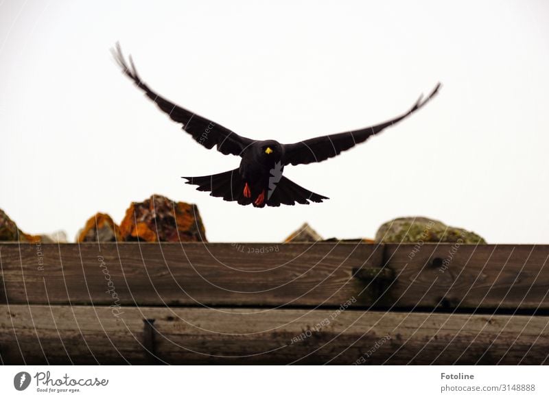 alpine chough Environment Nature Animal Wild animal Bird Wing 1 Free Natural Brown Black Flying Plumed Alpine Dole Wooden roof Joist Colour photo Multicoloured