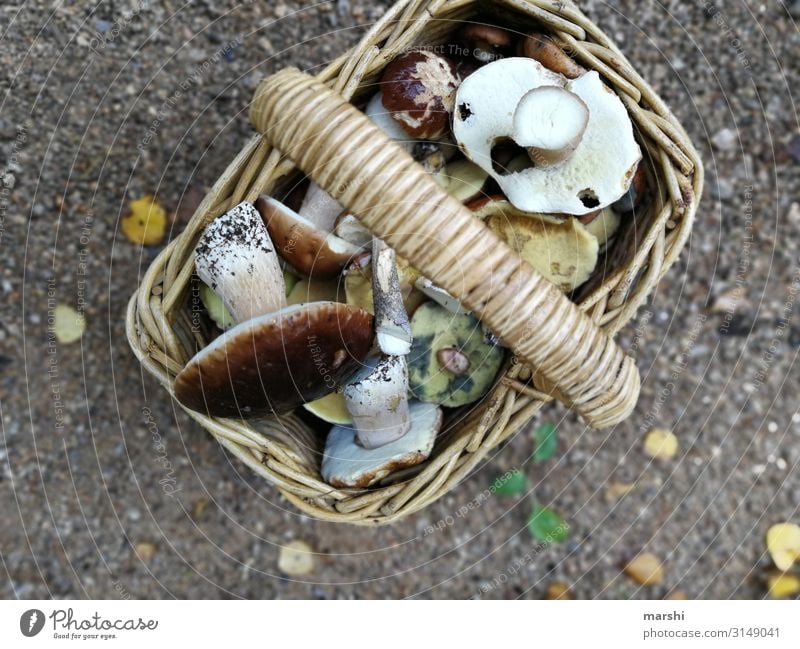 pick mushrooms Food Nutrition Eating Nature Forest Moody Mushroom Basket Plant Edge of the forest Boletus Tradition Cooking Collection Colour photo