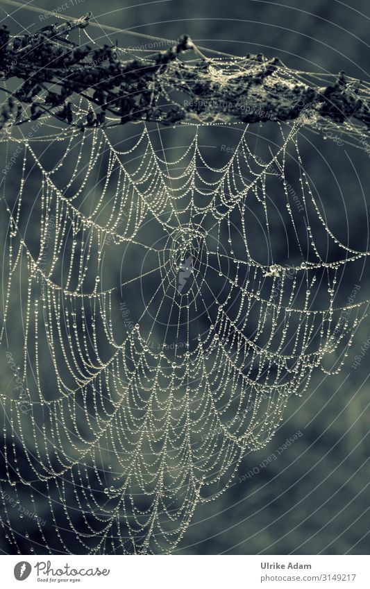 work of art - spider's web in the morning dew Monochrome Spider's web Drop Trickle Net Work of art natural Nature Dew Drops of water Exterior shot Close-up