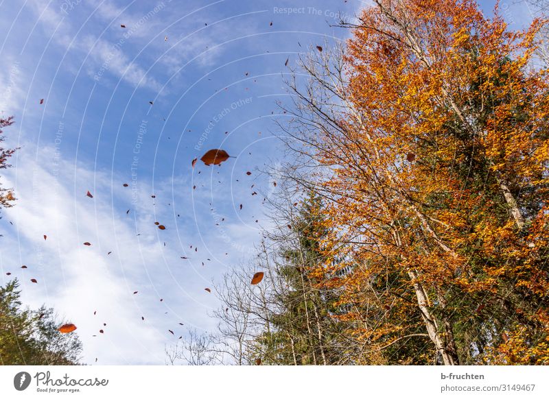 Golden Autumn Vacation & Travel Freedom Hiking Environment Nature Sky Clouds Beautiful weather Wind Tree Leaf Forest Movement To fall Flying To enjoy Illuminate